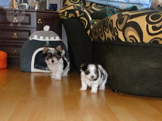 PoulaTo: 2 χαριτωμένο biewer yorkshire Terrier (αρσενικό και θηλυκό)